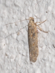 Scrobipalpa salinella
