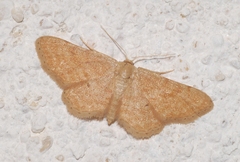 Idaea belemiata