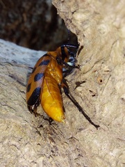 Cissites maculata