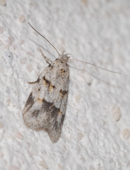Symmoca signatella