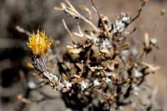 Brachyclados lycioides