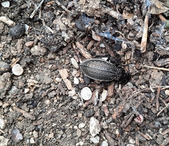 Carabus rugosus celtibericus