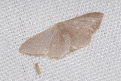 Idaea distinctaria
