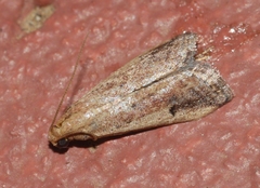 Metallostichodes nigrocyanella
