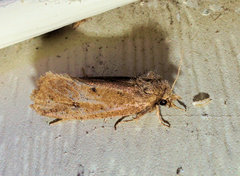 Acrolophus propinqua