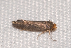 Cephimallota crassiflavella