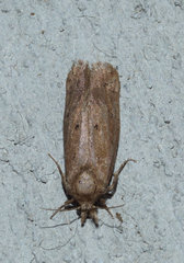 Acrolophus propinqua