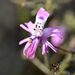 Schizanthus alpestris - Photo (c) danielaperezorellana，保留部份權利CC BY-NC-ND