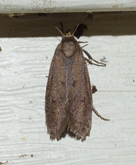 Acrolophus propinqua