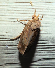 Acrolophus propinqua