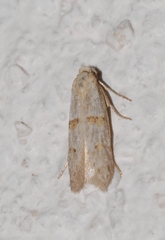 Symmocoides oxybiella