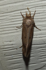 Acrolophus propinqua