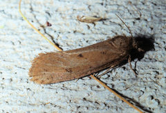 Acrolophus propinqua