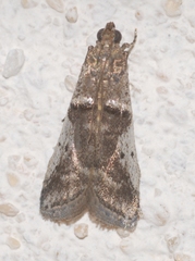 Pseudacrobasis tergestella