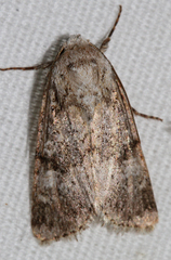Lacinipolia palilis