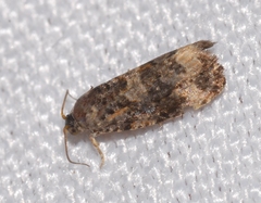 Endothenia gentianaeana