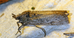 Melitara junctolineella