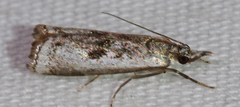 Microcrambus croesus