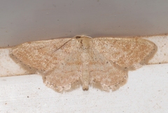 Idaea belemiata