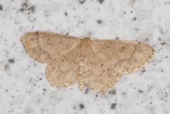 Idaea subsaturata