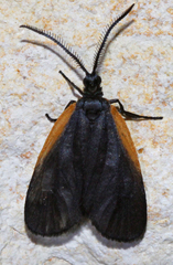 Pyromorpha caelebs