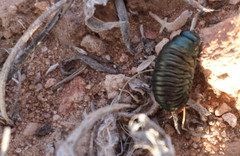 Timarcha pimelioides