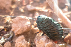 Timarcha pimelioides