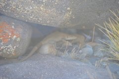 Liolaemus austromendocinus