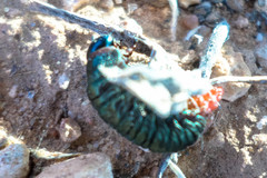 Timarcha pimelioides