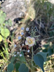 Anoda abutiloides