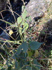 Anoda abutiloides