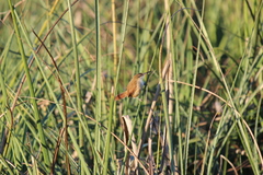 Limnoctites rectirostris
