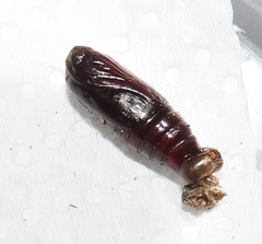 Spodoptera triturata