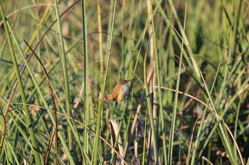 Straight-billed Reedhaunter (Limnoctites rectirostris), photo 4
