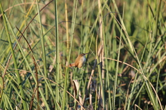 Limnoctites rectirostris