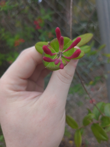 Lonicera sempervirens image