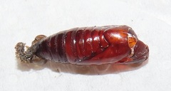 Spodoptera triturata