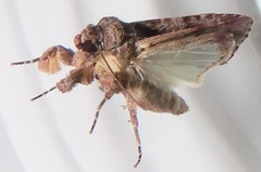 Spodoptera triturata