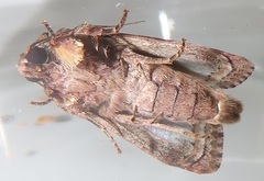 Spodoptera triturata