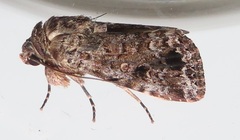 Spodoptera triturata
