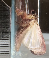 Spodoptera triturata