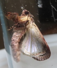 Spodoptera triturata