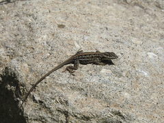Anolis shrevei