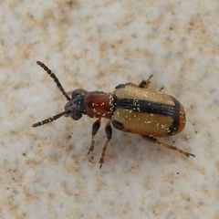 Crioceris paracenthesis