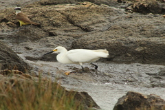 Egretta thula