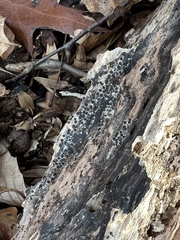 Rosellinia subiculata