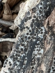 Rosellinia subiculata