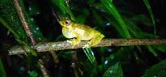 Dendropsophus giesleri