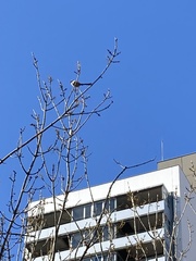 Aegithalos caudatus