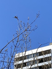 Aegithalos caudatus